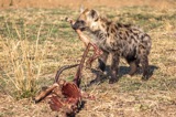Serondella - Hyena pup stealingfood Serondella - Hyena pup stealingfood